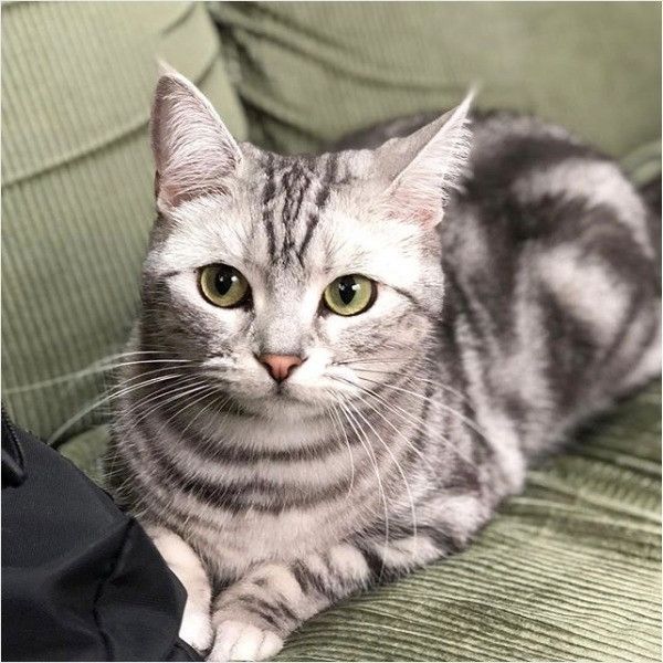 アメリカンショートヘアー