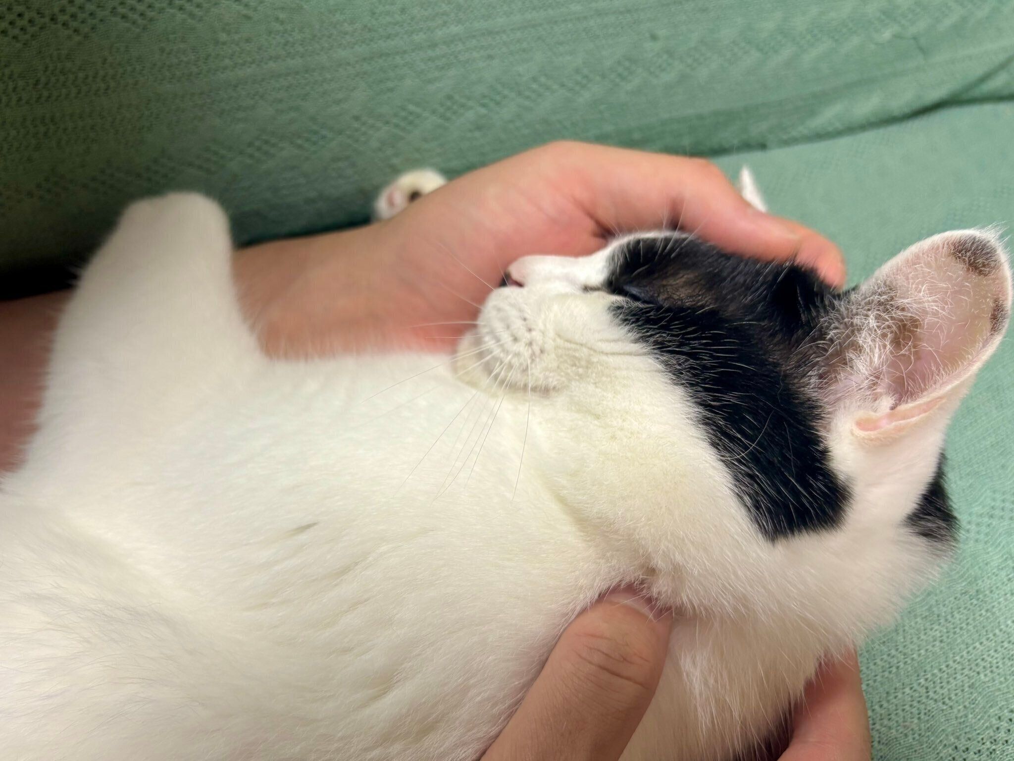 夫とラブラブするむすびくん