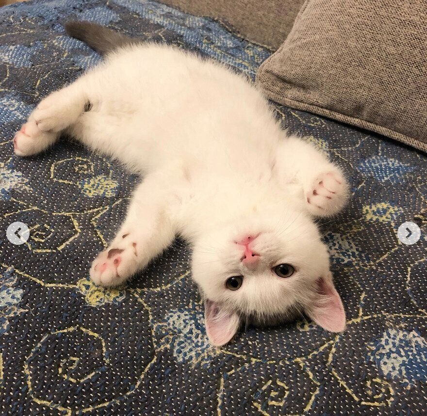 子猫時代のカツヲくん