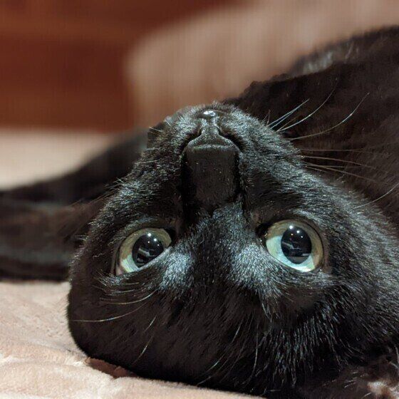 カメラ目線のるるちゃん