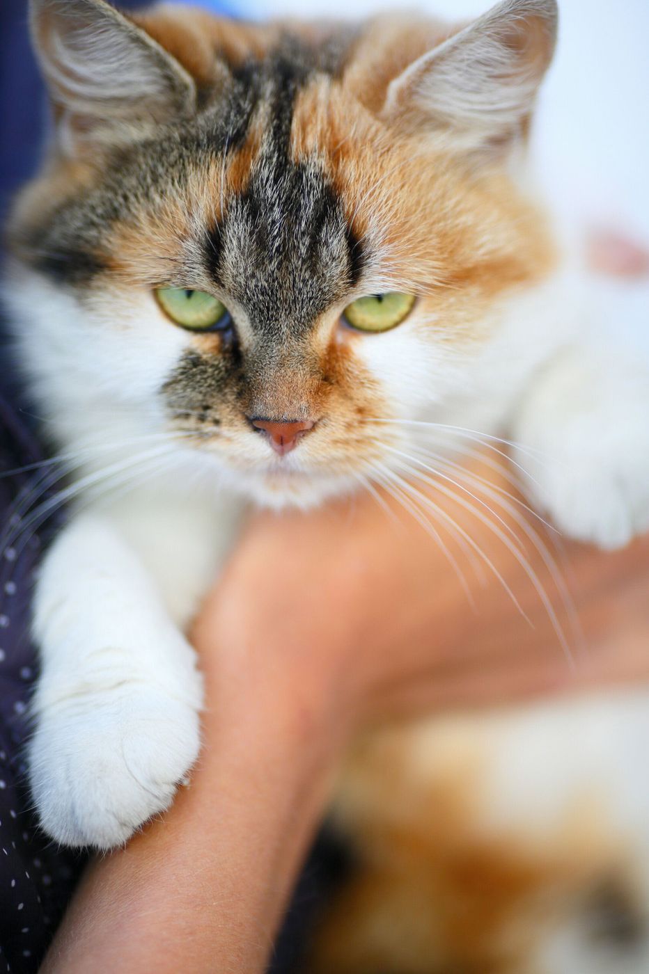 今snsで話題の 猫壁チャレンジ 成功したら賢くて 失敗したら天然は本当か獣医師に聞いてみた ねこのきもちweb Magazine 今snsで話題の 猫壁チャレンジ 成功したら賢くて 失敗したら天然は本当か獣医師に聞いてみた ねこのきもちweb Magazine