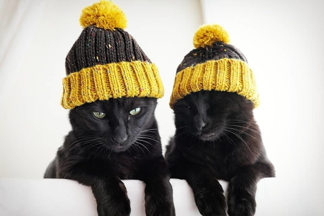 ニット帽をかぶった黒猫兄弟
