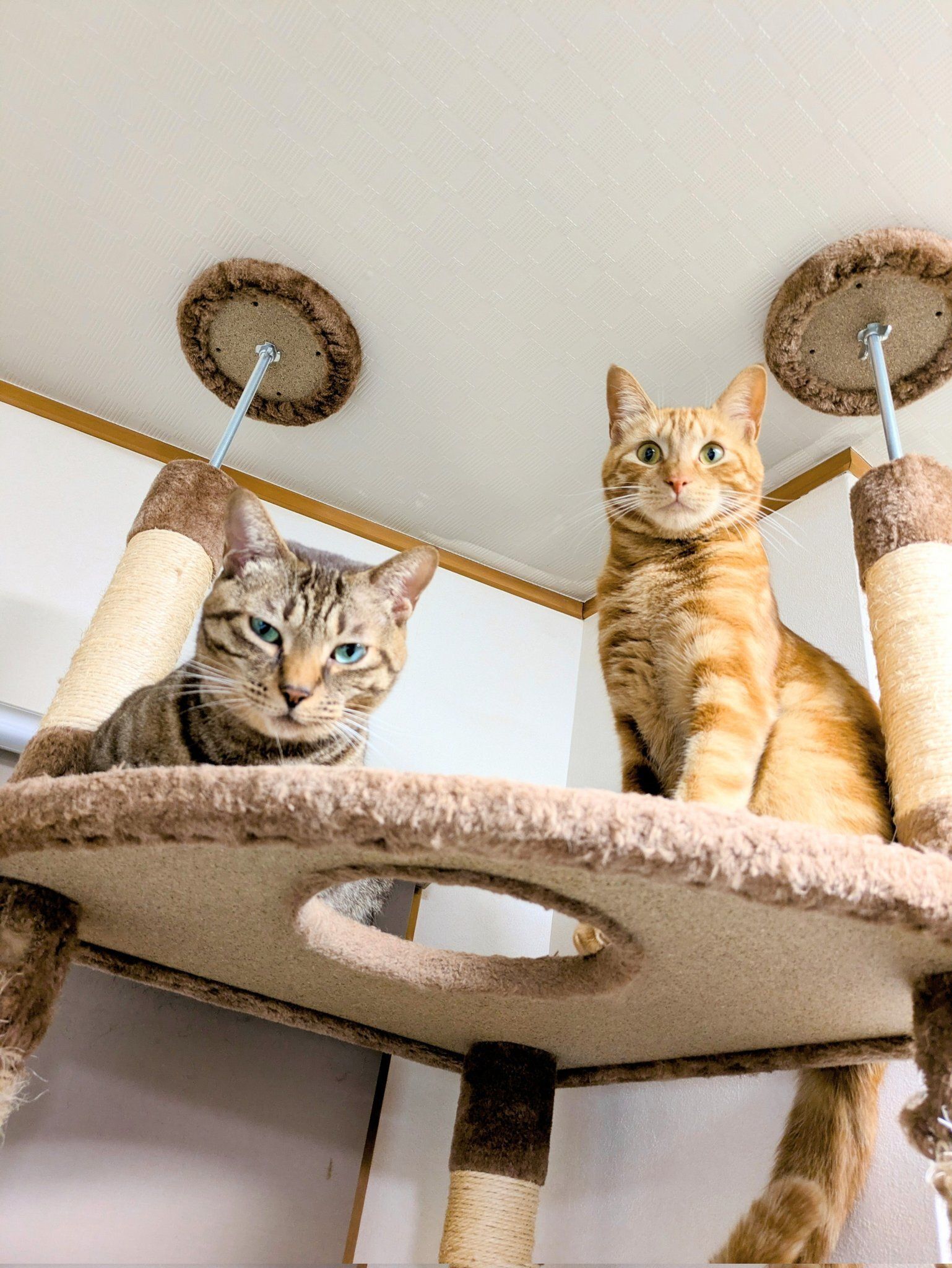 キャットタワーの上から飼い主を見る2匹の猫