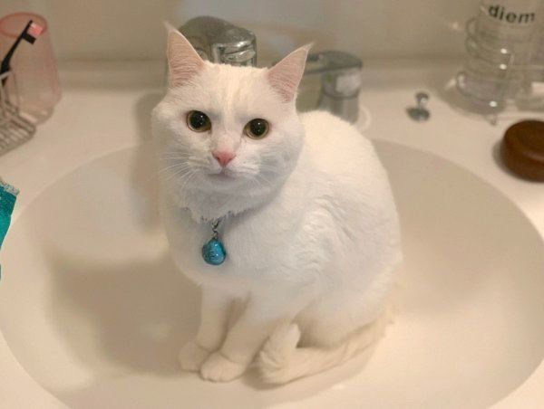 「お水出して」アピールをするハク様