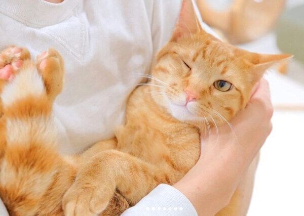 ウインクするみゃおちゃん