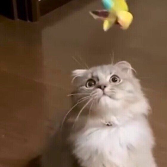 おもちゃを狙う殿くん（スコティッシュフォールド・ロングヘア）