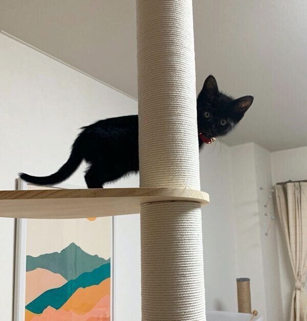 キャットタワーで遊ぶジジくん