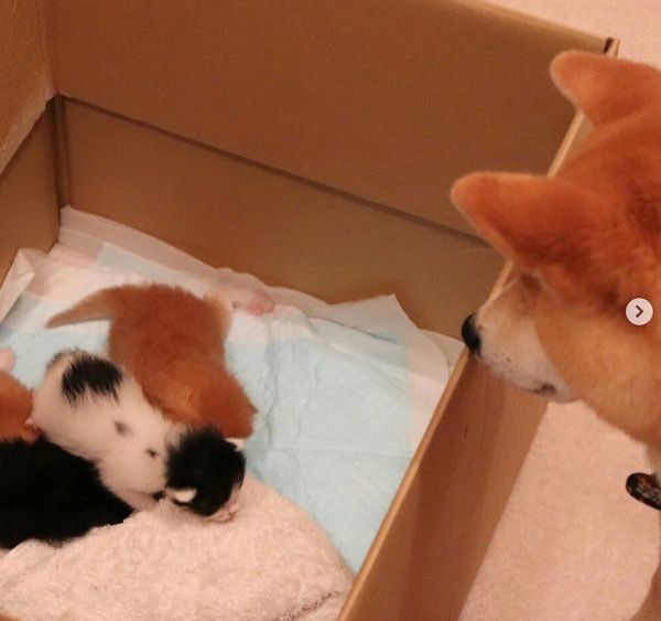 突然出会った4匹の子猫