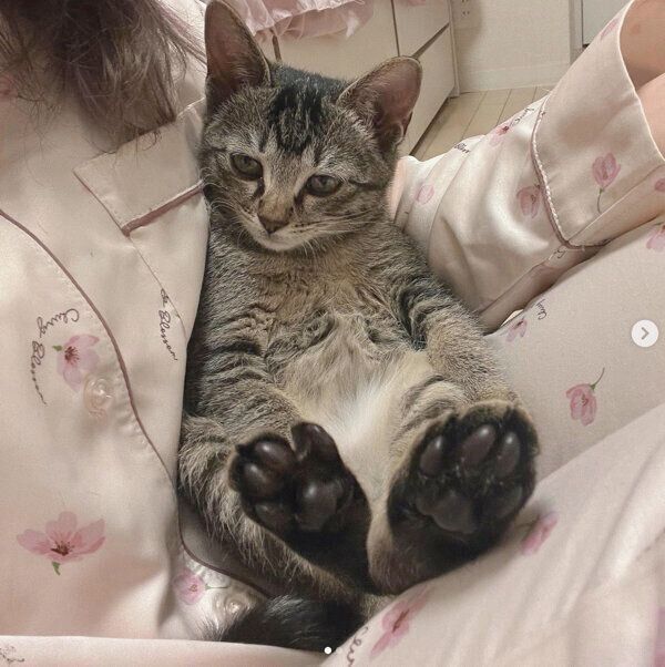 くつろぐとろろちゃん