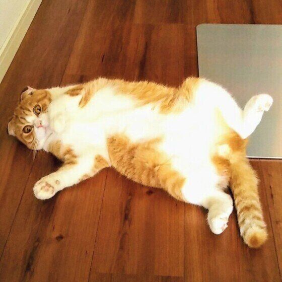 暑くて寝転がる猫（スコティッシュフォールド、オス）