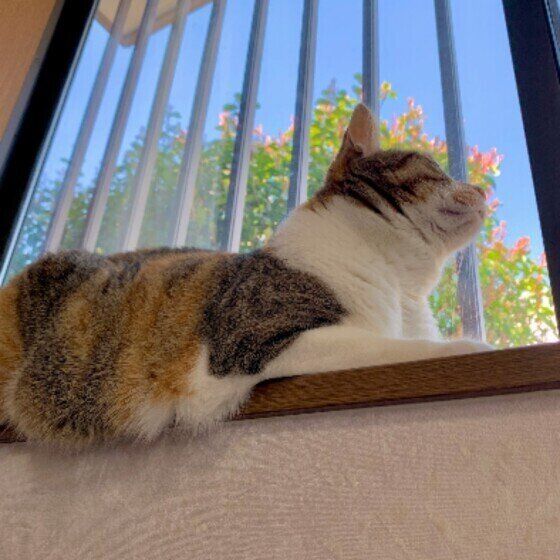 ミケMIXのマリリンちゃん