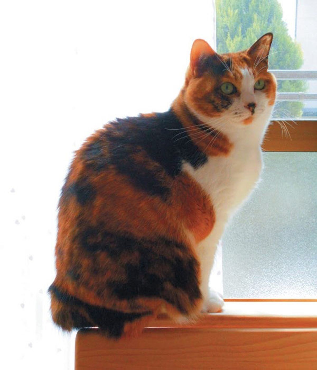日本に短いしっぽの猫が多いワケって 珍しっぽ に迫る ねこのきもちweb Magazine 日本に短いしっぽの猫が多いワケって 珍しっぽ に迫る ねこのきもちweb Magazine