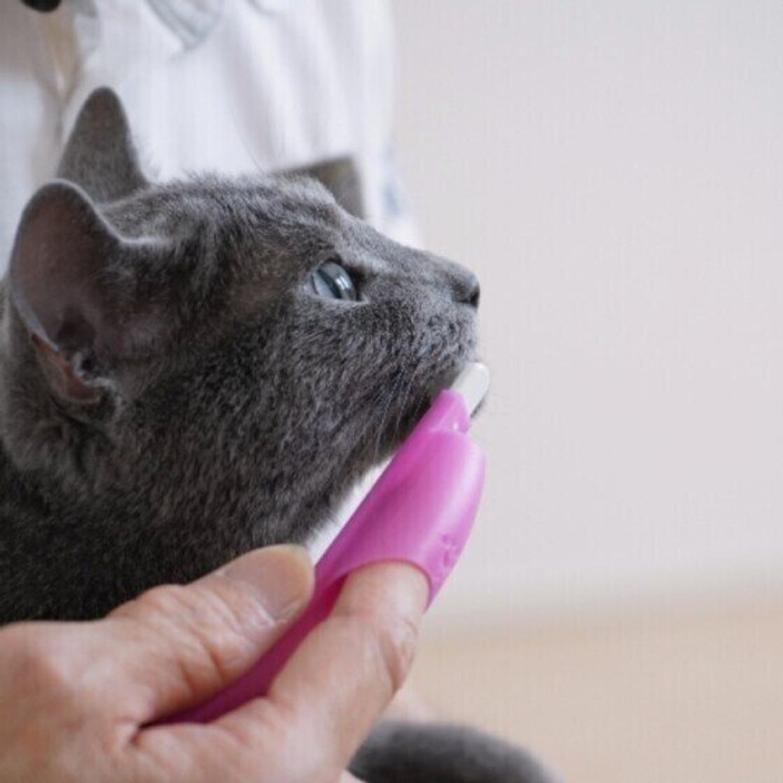 愛猫のための習慣に 病気やケガから守る基本のお手入れ ねこのきもちweb Magazine 愛猫のための習慣に 病気やケガから守る基本のお手入れ ねこのきもちweb Magazine