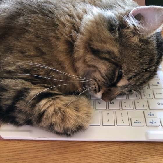 ももちゃん  アメリカンカール