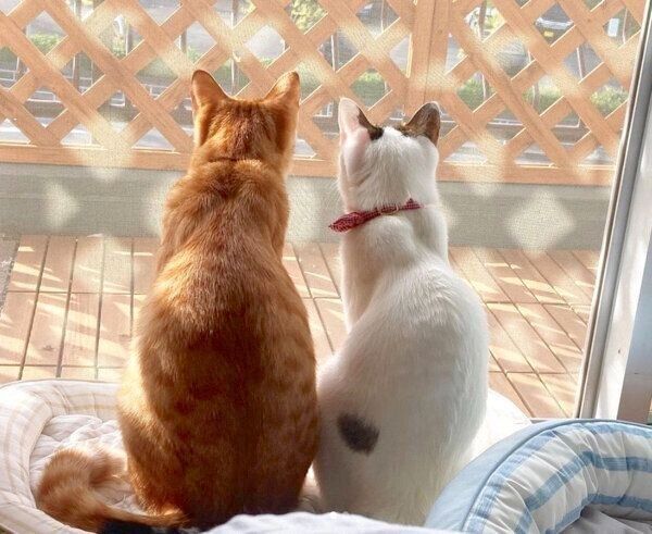 外を見つめるおかかくんとはらみちゃん