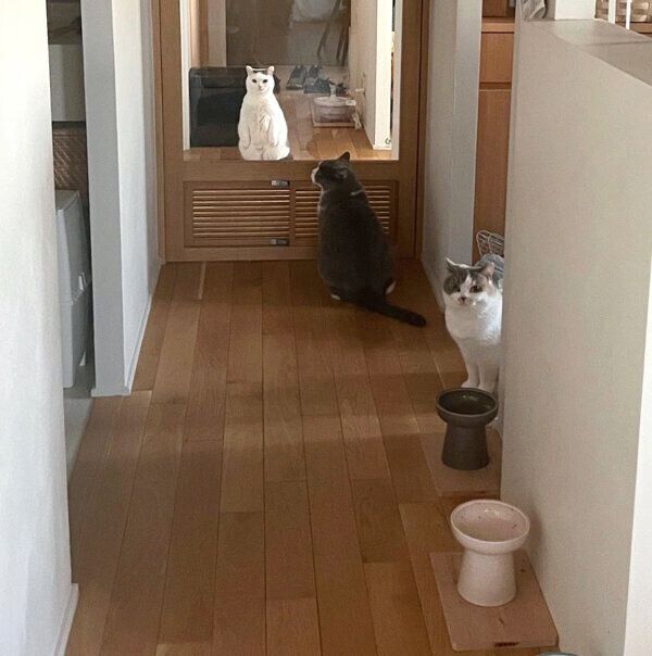 カツヲくん、ドラ千代くん、ねね子ちゃん