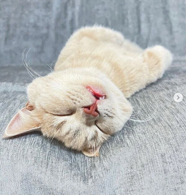 口を半開きにしながら眠るつくねくん