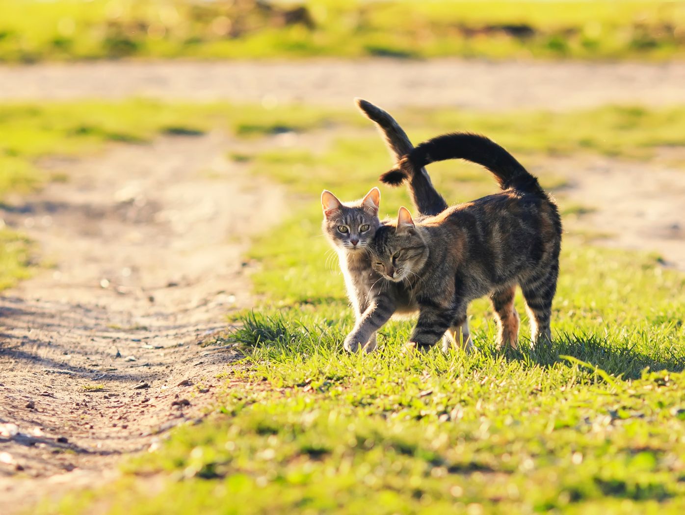 獣医師が教える メス猫の発情期とは 生理と出血した場合の対処法 ねこのきもちweb Magazine 獣医師が教える メス猫の発情期とは 生理と出血した場合の対処法 ねこのきもちweb Magazine