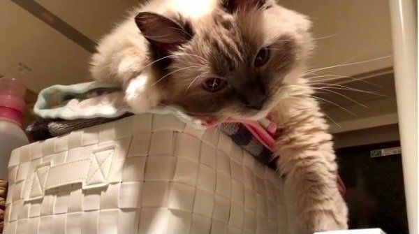 グーパーニャンコ