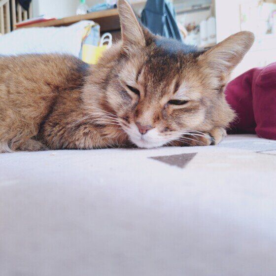 眠っているソマリ