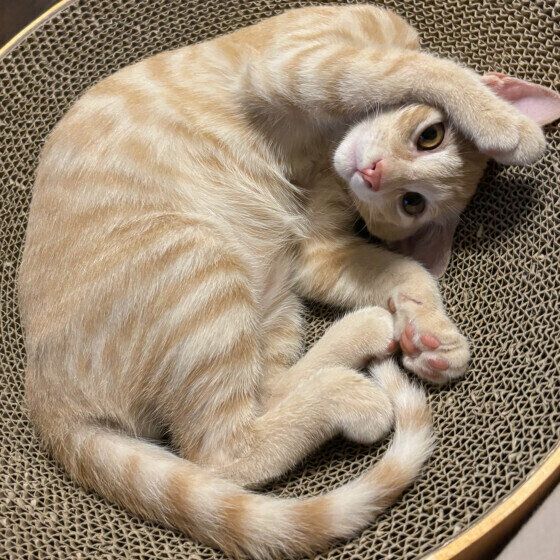 かまってポーズをする茶トラ猫