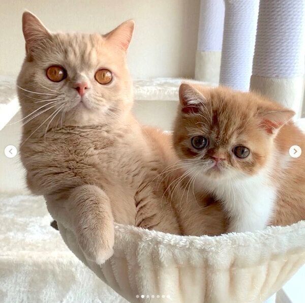 くっつくまめ吉くんと茶々丸くん