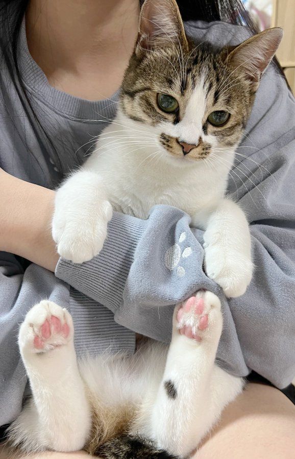 飼い主に抱かれる猫