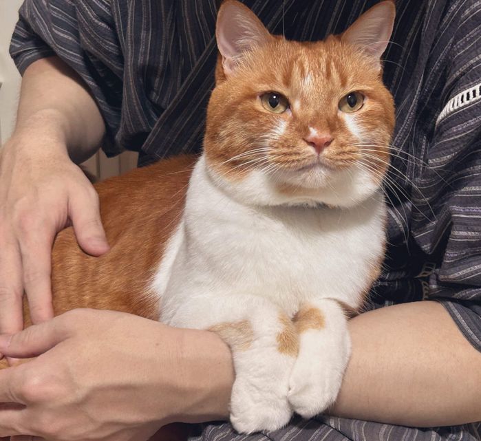 飼い主さんの膝の上に乗るごま太郎くん