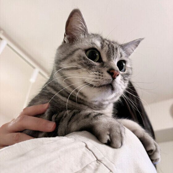 アメリカンショートヘアの 小鉄くん