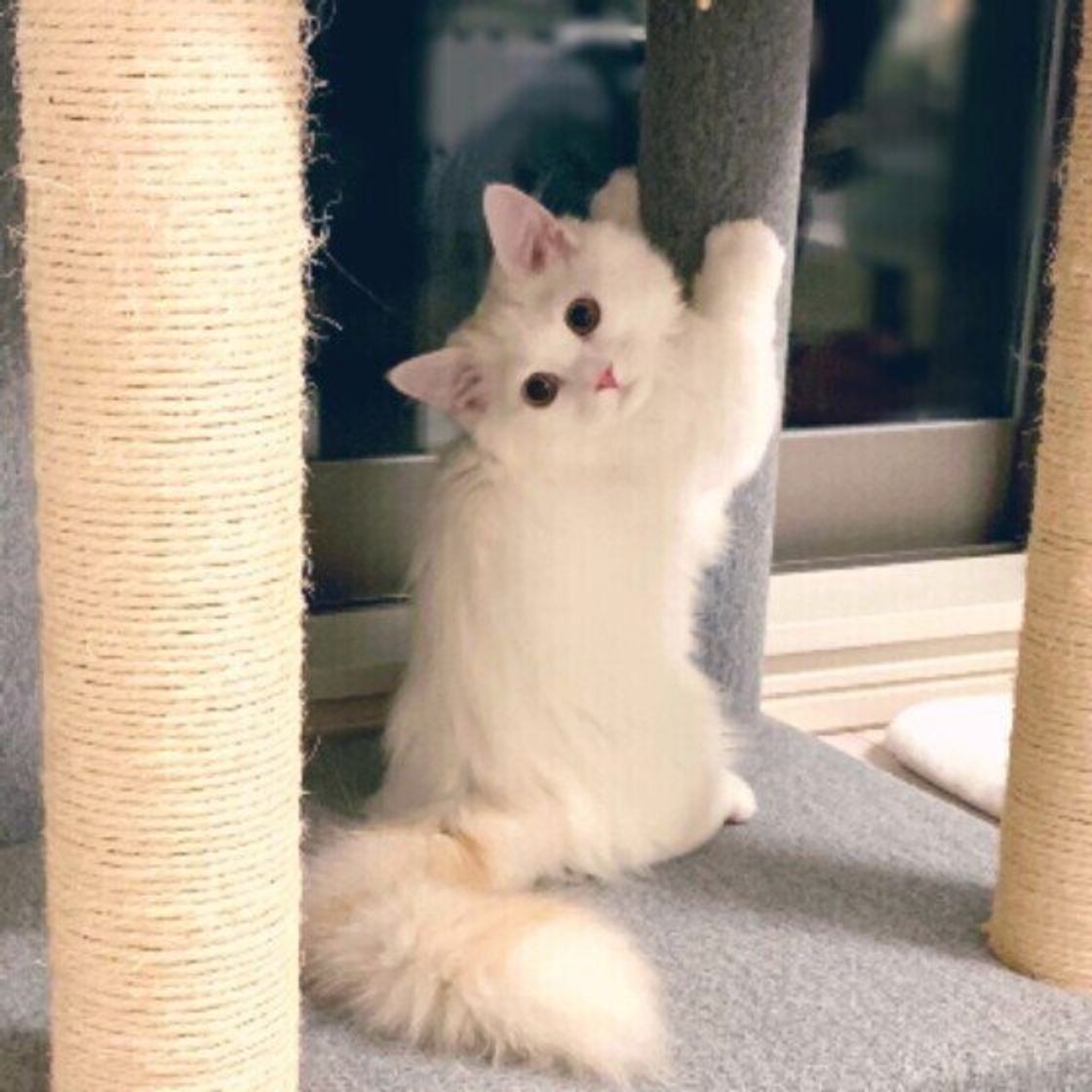 鼻ぺちゃで短い足がかわいい ミヌエットのルーツと特徴 ねこのきもちweb Magazine 鼻ぺちゃで短い足がかわいい ミヌエットのルーツと特徴 ねこのきもちweb Magazine