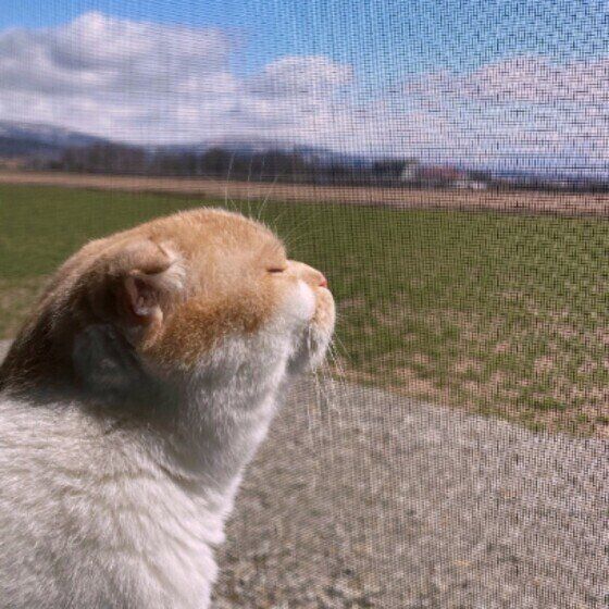 外の香りに夢中なスコティッシュフォールド