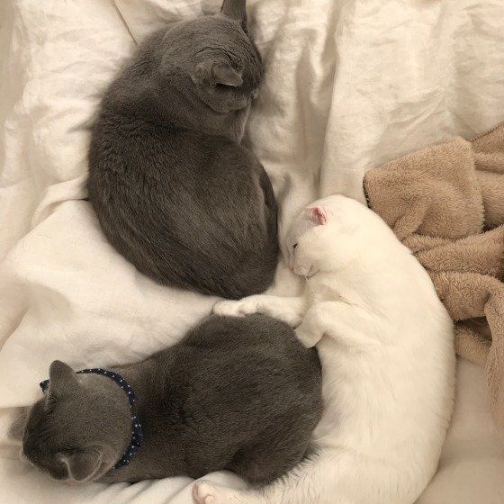 猫団子、スコティッシュフォールドのましゅー