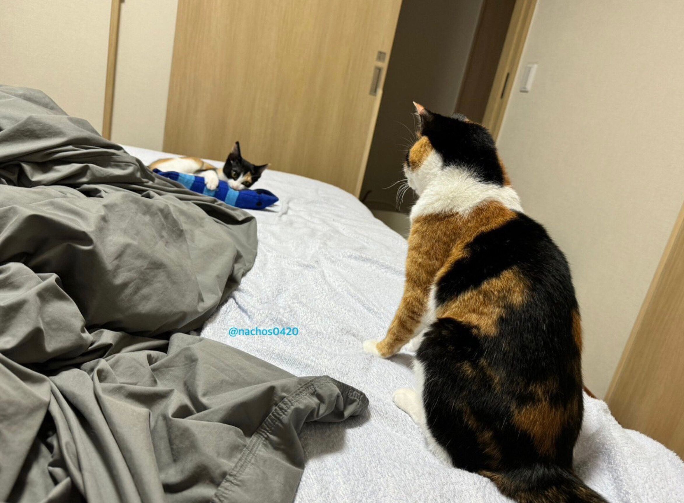 スイちゃんにエビのぬいぐるみを奪われるなっちゃん