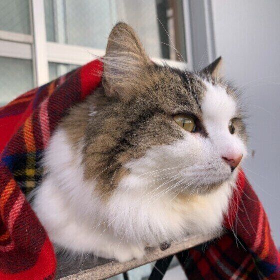 マンチカンの福太郎君