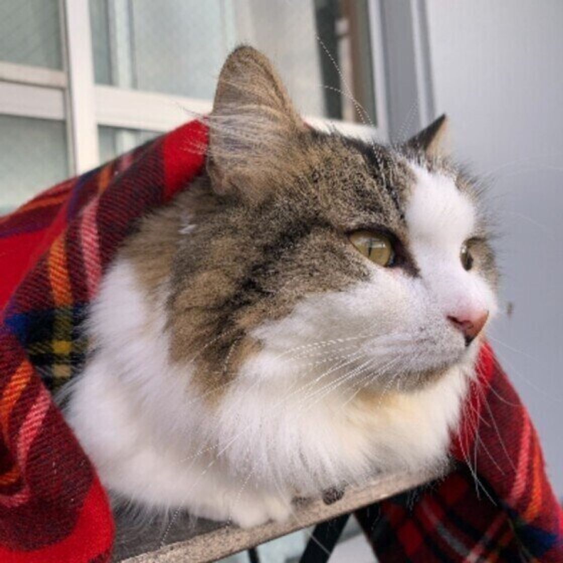 猫は寒さに強い 弱い 寒さをしのぐ猫たちの秘策がすごい 猫雑学 ねこのきもちweb Magazine 猫は寒さに強い 弱い 寒さをしのぐ猫たちの秘策がすごい 猫雑学 ねこのきもちweb Magazine