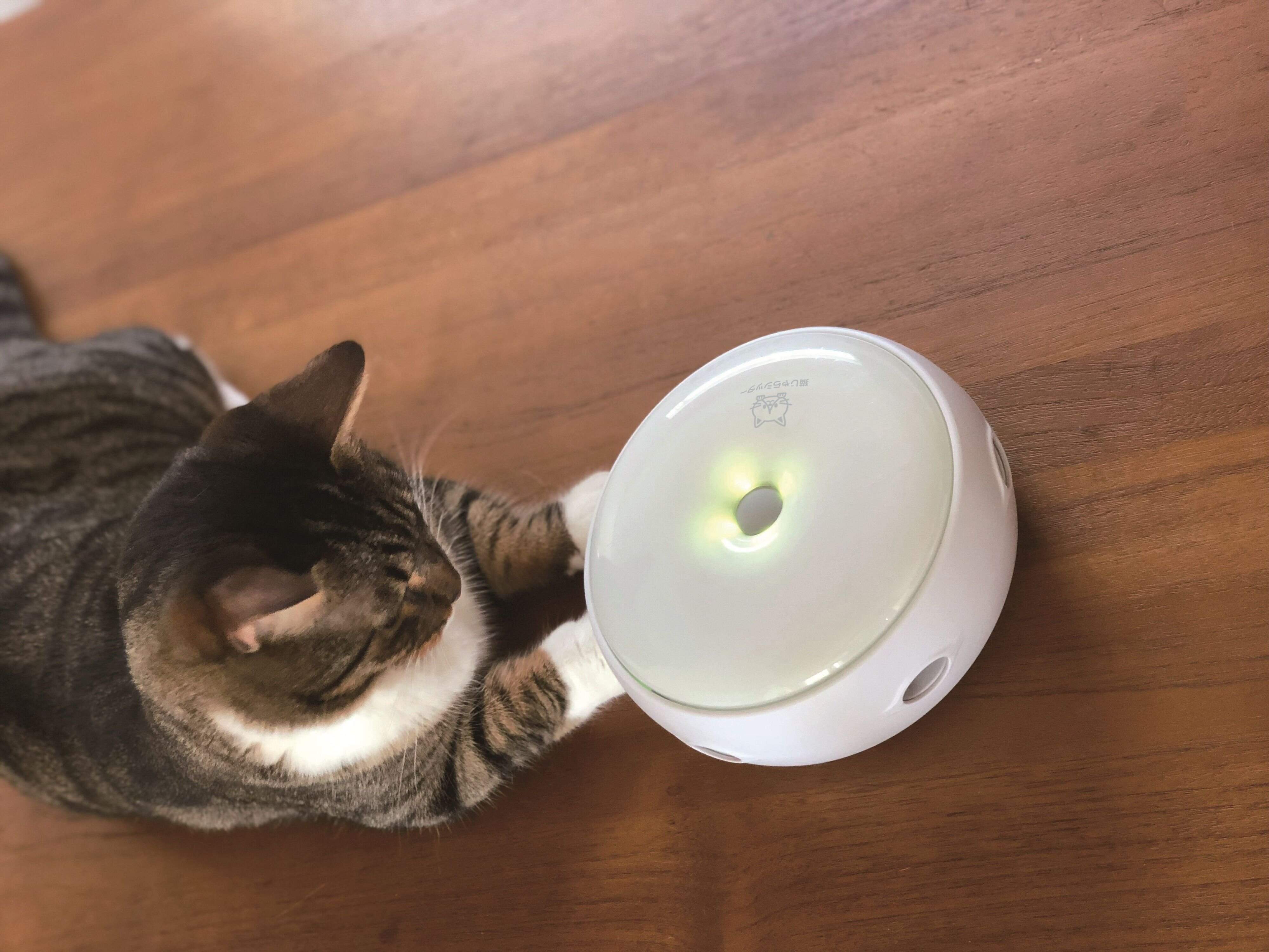 猫じゃらシッターで遊ぶ猫