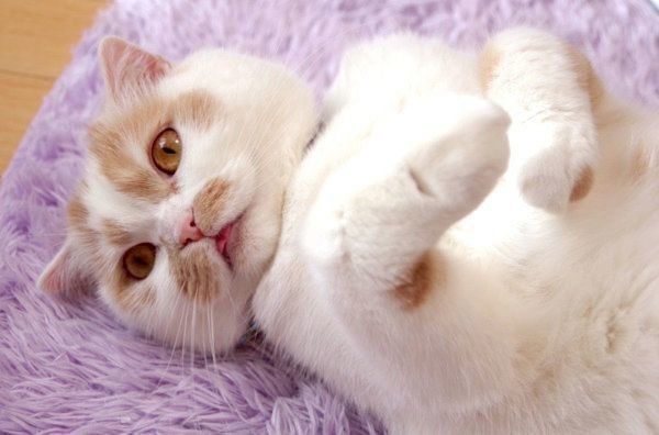 寝転がるホイちゃん