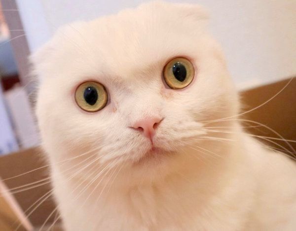 まんまるお目めのむくちゃん