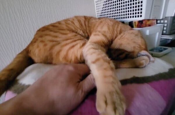 ダイナミックすぎる寝相を披露するトロくん