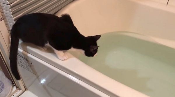 お風呂で遊ぶ猫