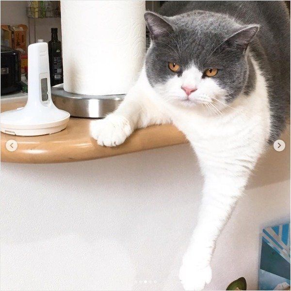 見つめるブリティッシュショートヘア