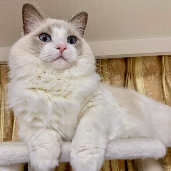 くつろぐラグドール