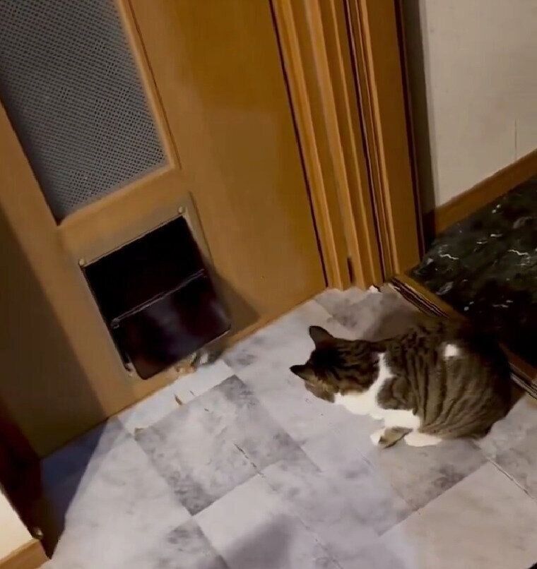 部屋に入りたいルビーちゃんとその様子をみつめるさくらちゃん