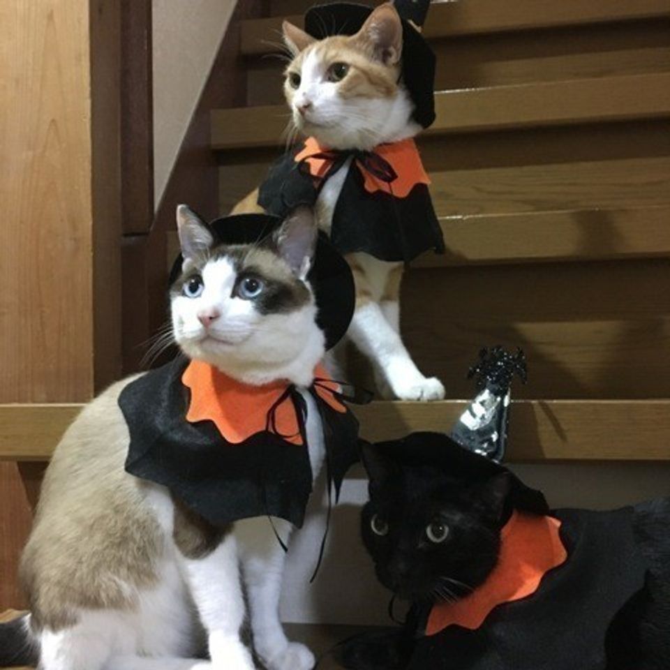 かわいすぎる ハッピーハロウィン 猫 仮装6選 ねこのきもちweb Magazine かわいすぎる ハッピーハロウィン 猫 仮装6選 ねこのきもちweb Magazine