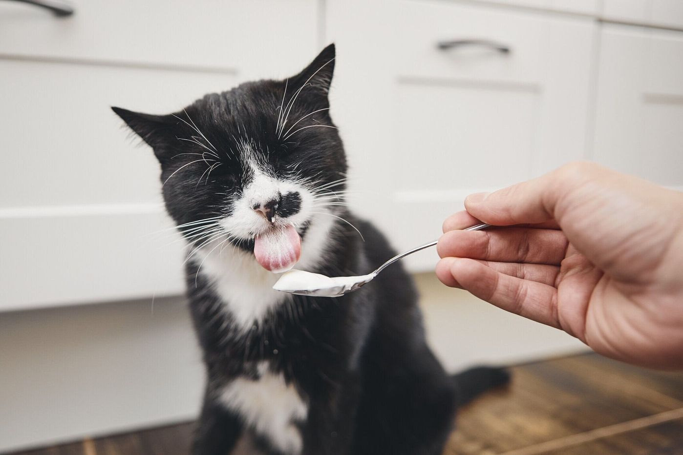 獣医師監修 猫にヨーグルトを与えるときは注意が必要 与えるメリットとデメリットを解説 ねこのきもちweb Magazine 獣医師監修 猫にヨーグルトを与えるときは注意が必要 与えるメリットとデメリットを解説 ねこのきもちweb Magazine