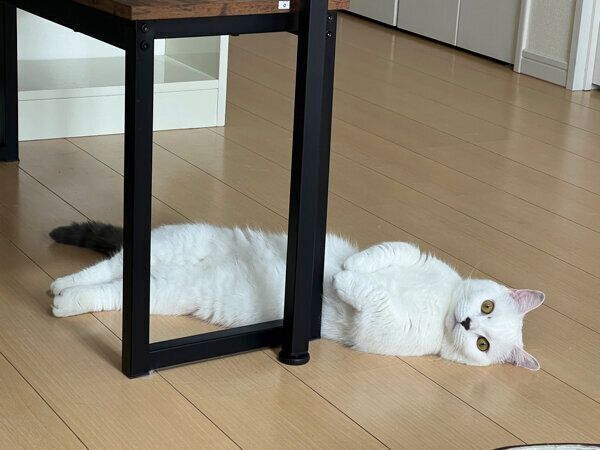 くつろぐまおくん