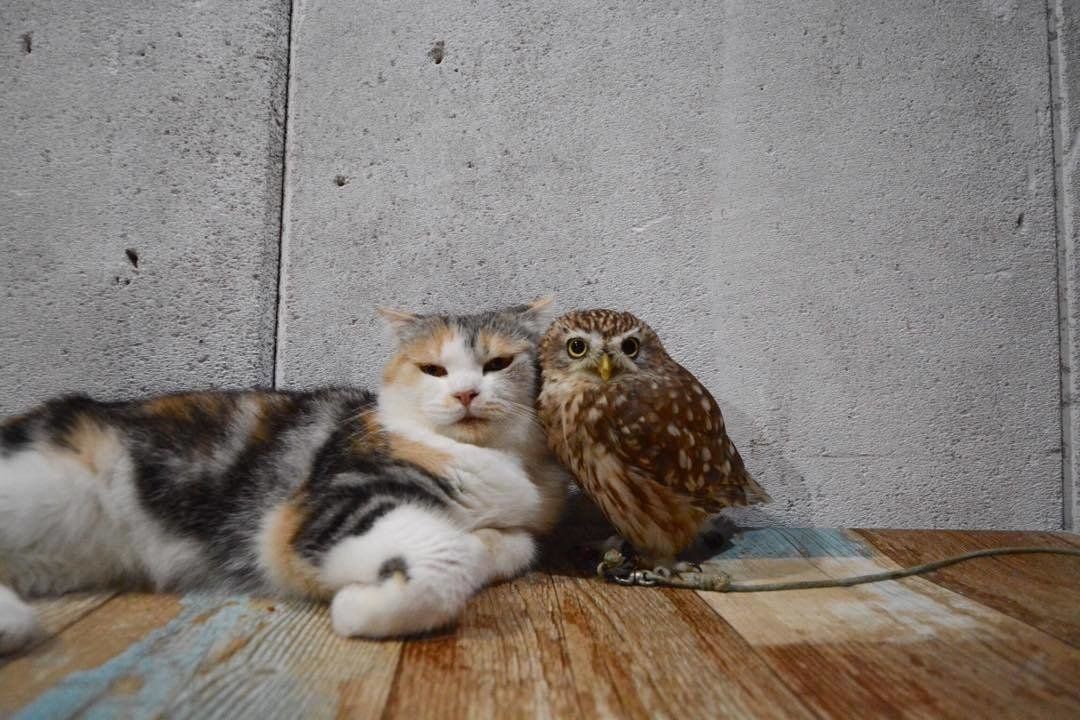 寄り添うフクマリコンビ