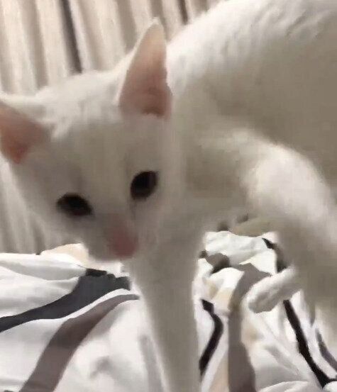 飼い主さんをめがけて突進するカニエちゃん