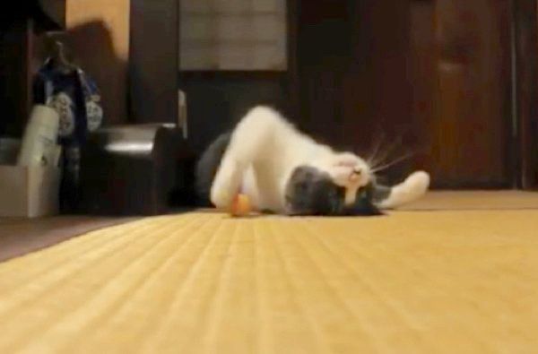 独特なボール遊びをする猫