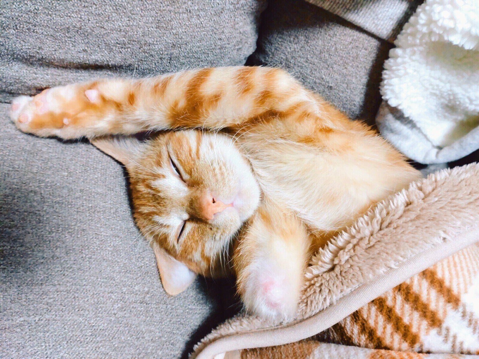 子猫時代のにゃんちゅーくん